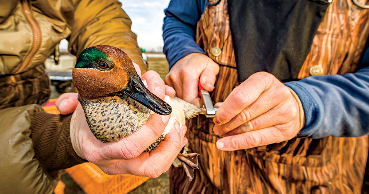 Biologist banding a green-winged teal. Photo by rickadair.com